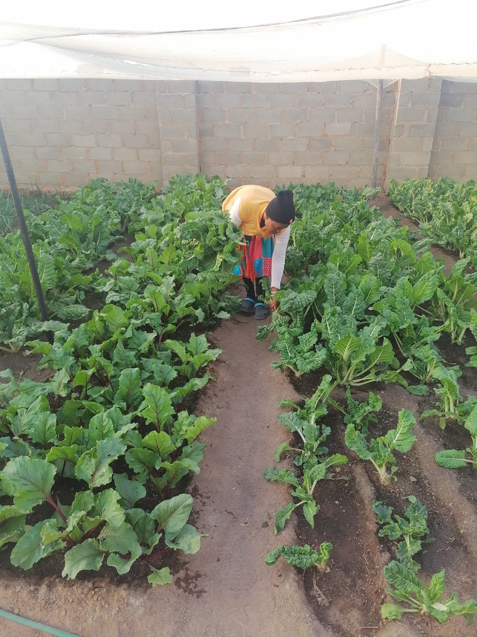 IMG-20250621-WA0007